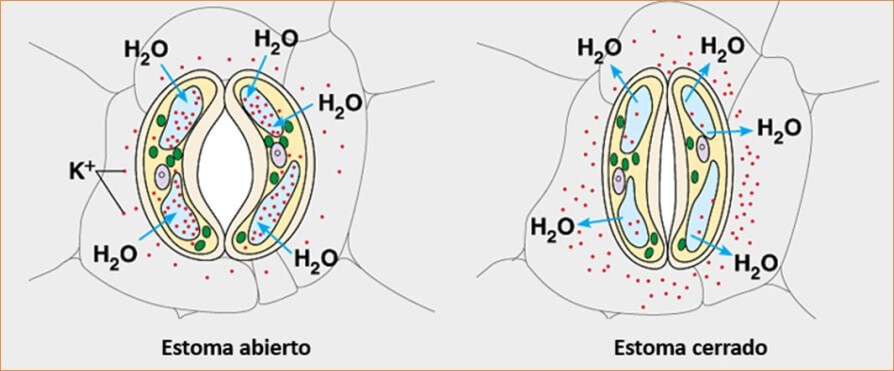 importancia del agua en la nutricion y respiracion